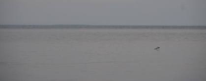 Fish jumping on Lake Superior